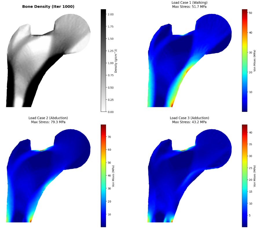 Bone Remodeling Simulation